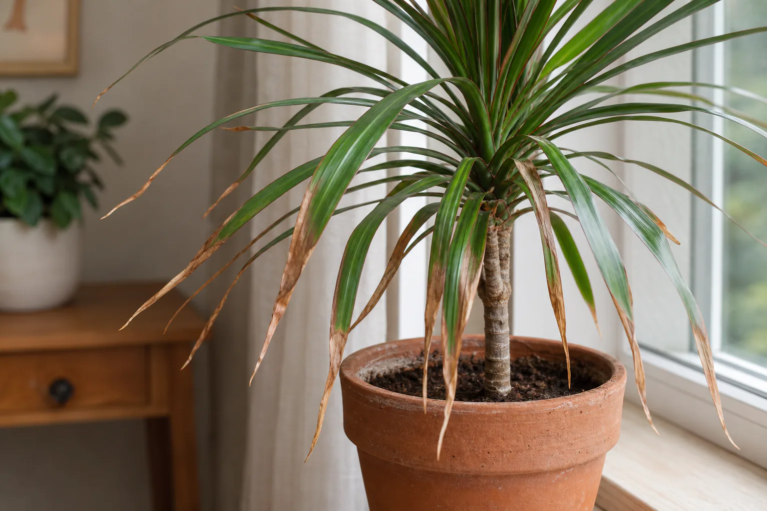 Indoor houseplant leaf with brown, crispy margin and tip on otherwise green foliage