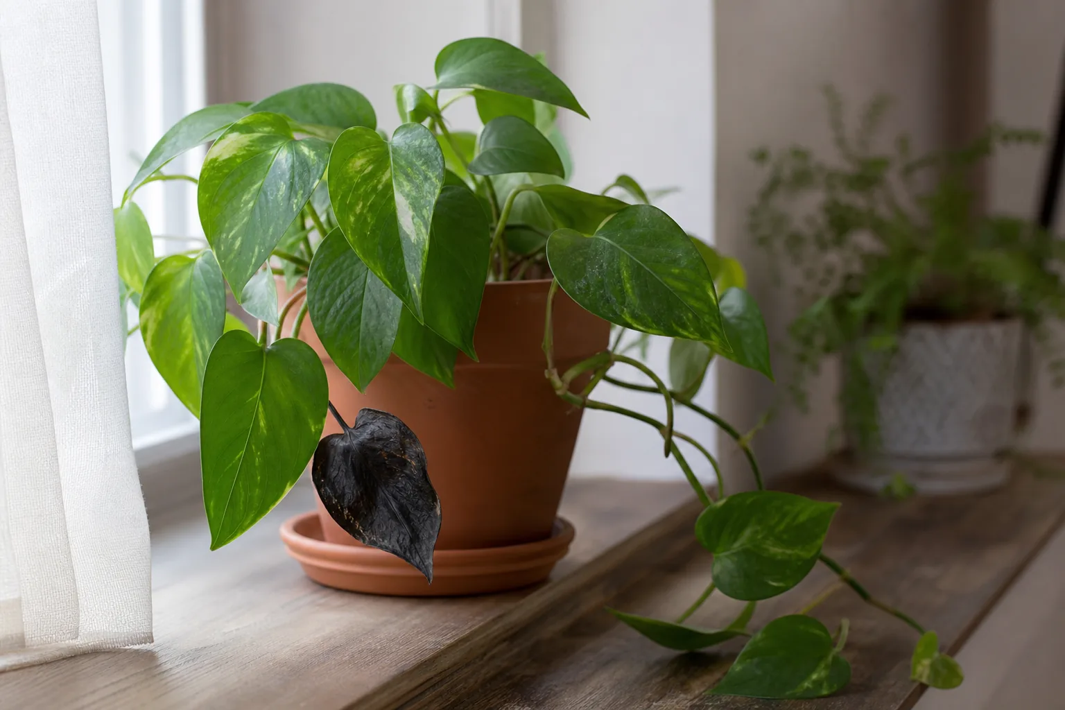 A single dark leaf on an otherwise healthy pothos, with neighboring leaves still green, illustrating a pattern-first read of houseplant black leaves.
