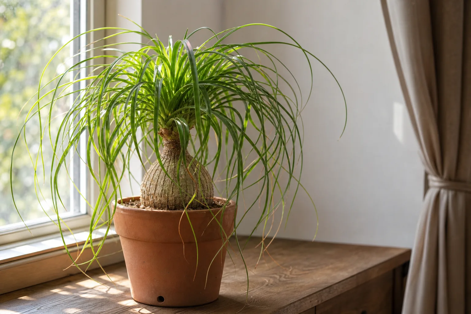 A ponytail palm (Beaucarnea recurvata) with a swollen caudex and a spray of long, curving leaves on a bright indoor windowsill.