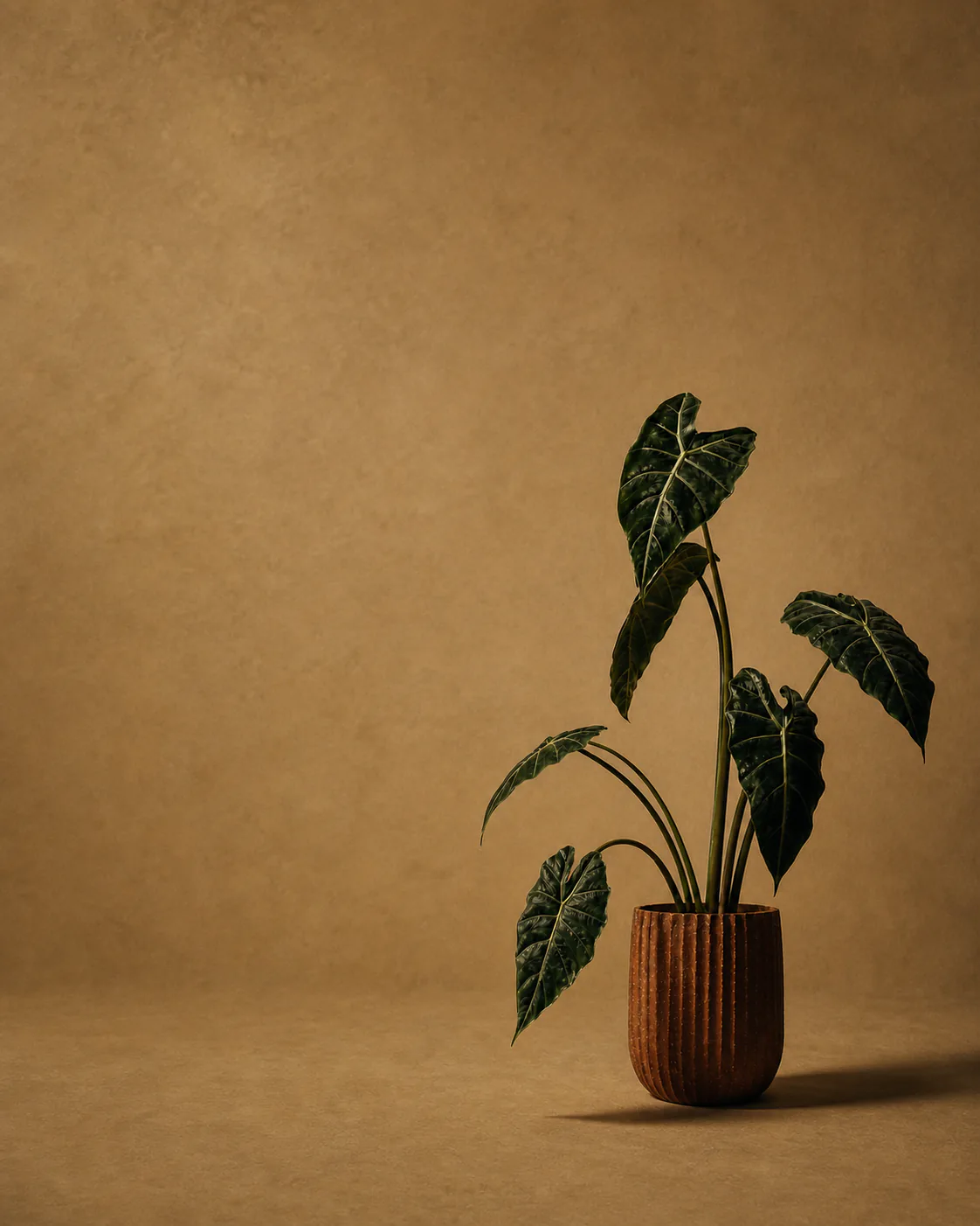 Dark-leaved alocasia in a terracotta pot against an ochre studio wall